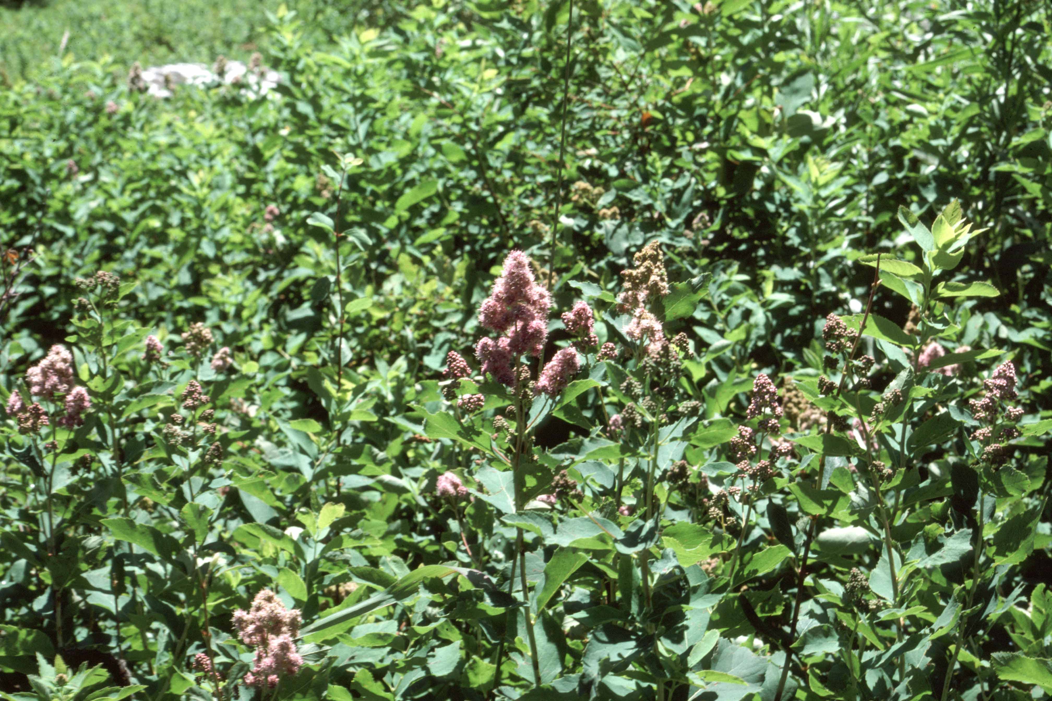 Douglas Spirea (Spiraea douglasii)